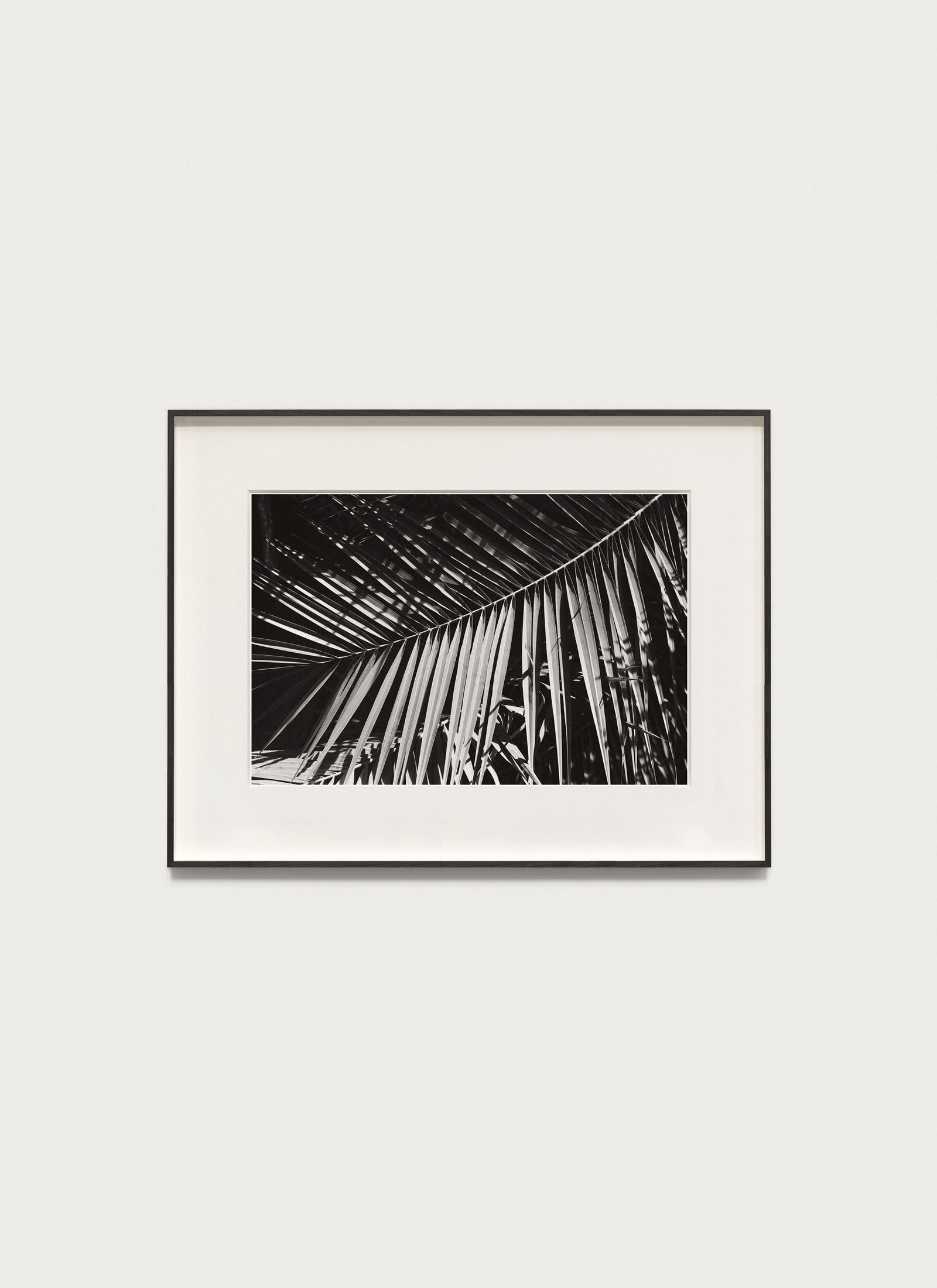Palm Frond, Los Angeles – 2020 20.0 x 13.5