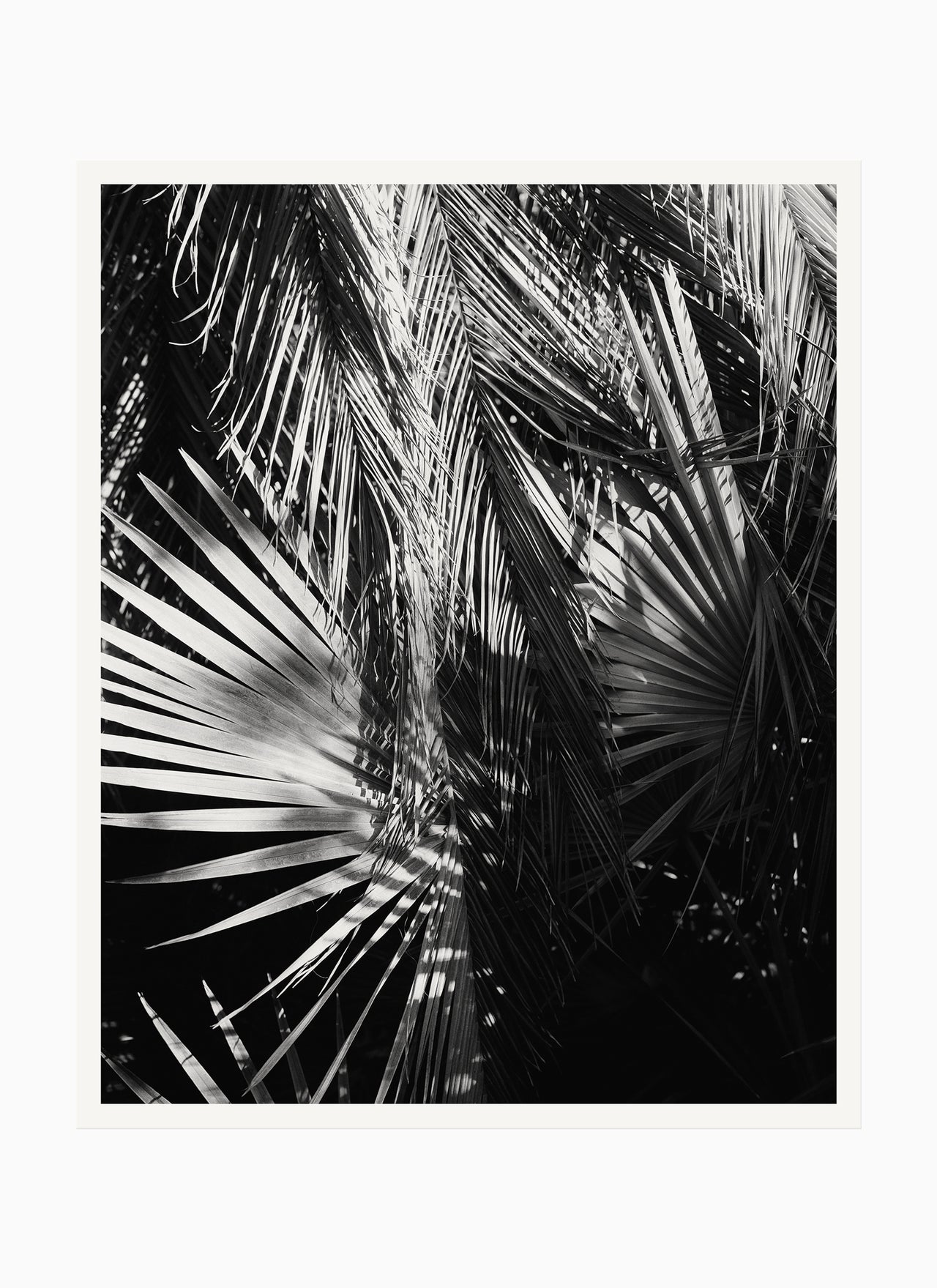 Palms, Los Angeles – 2022 8.0 x 9.875" Archival Print - Scott West