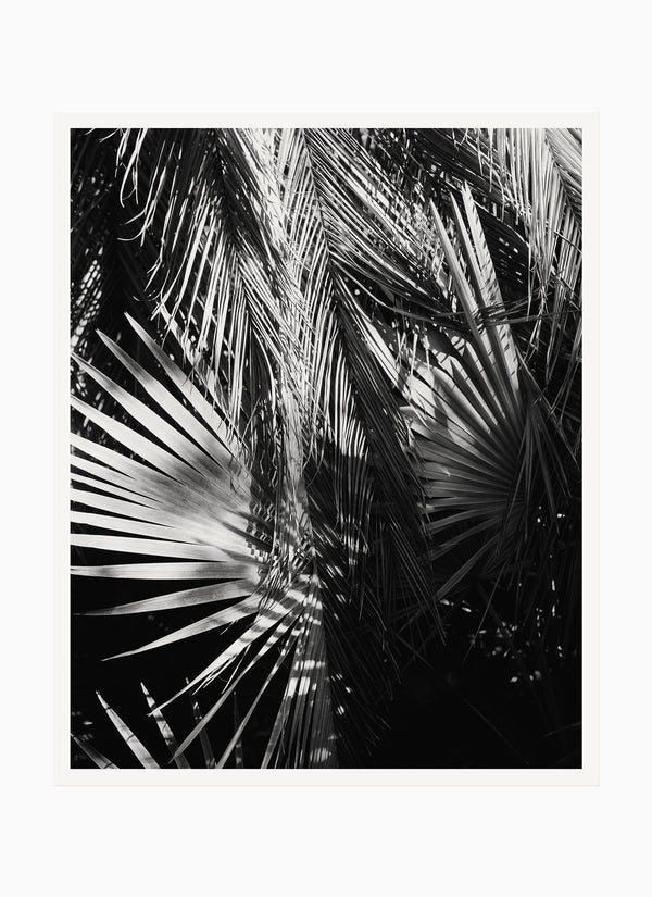 Palms, Los Angeles – 2022 8.0 x 10.0" Photograph - Scott West