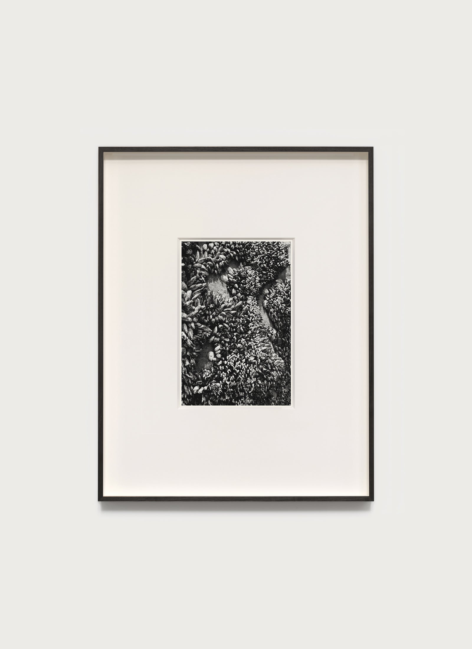 Shells, Point Conception – 2020 6.875 x 10.0