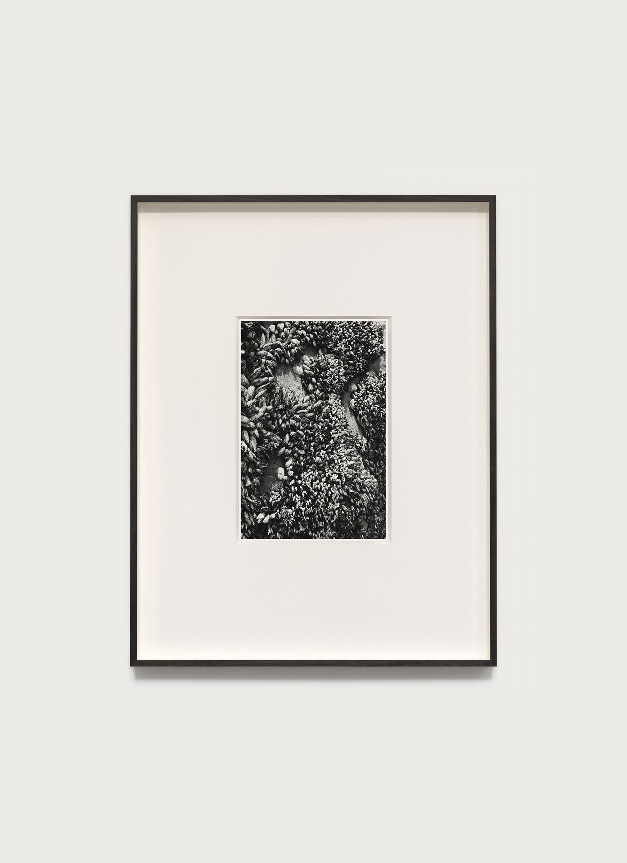 Shells, Point Conception – 2020 6.875 x 10.0" Archival Print - Scott West