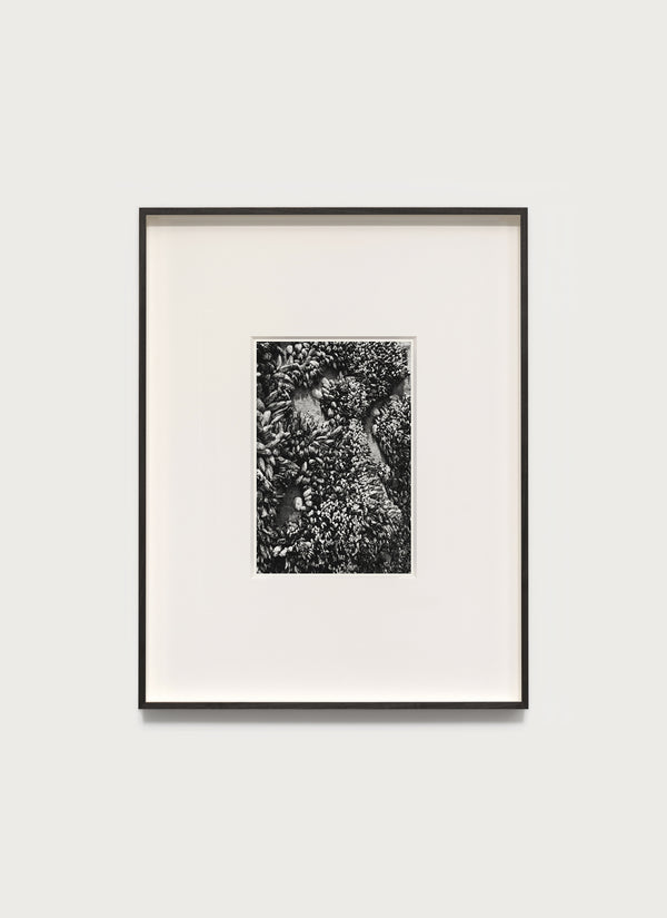 Shells, Point Conception – 2020 8.0 x 12.0" Photograph - Scott West