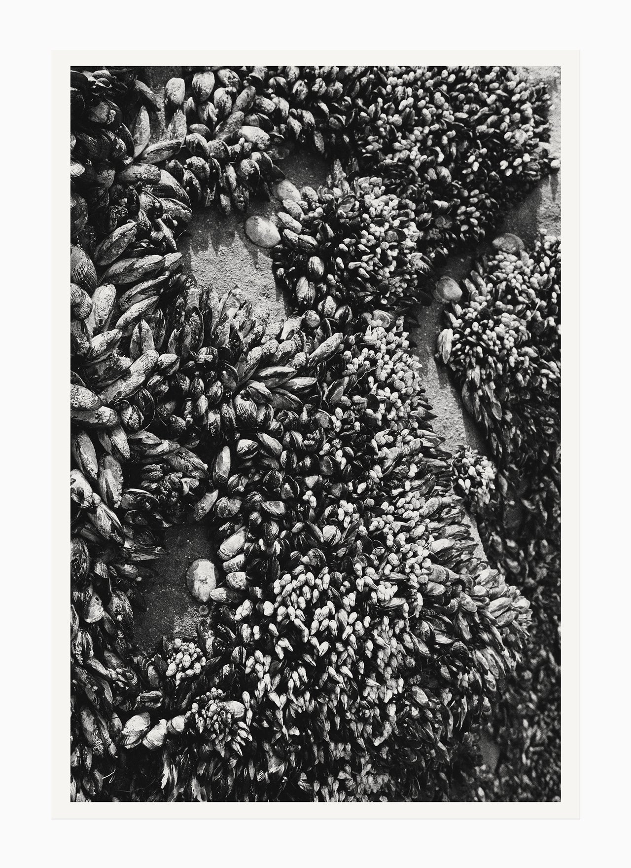 Shells, Point Conception – 2020 6.875 x 10.0" Archival Print - Scott West