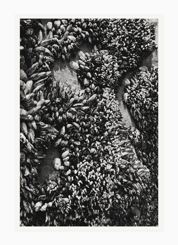 Shells, Point Conception – 2020 8.0 x 12.0" Photograph - Scott West