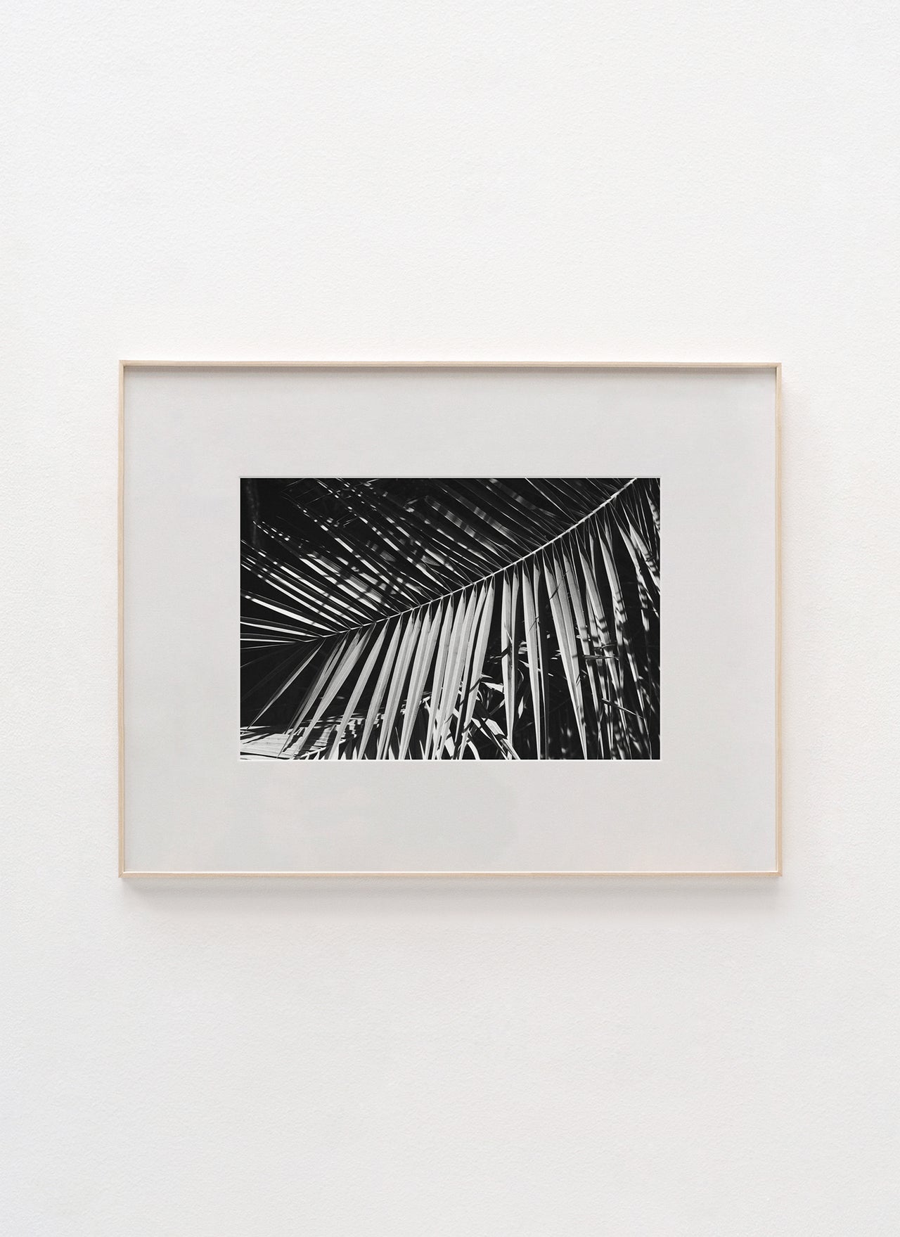 Palm Frond, Los Angeles – 2020 20.0 x 13.5" Archival Print - Scott West