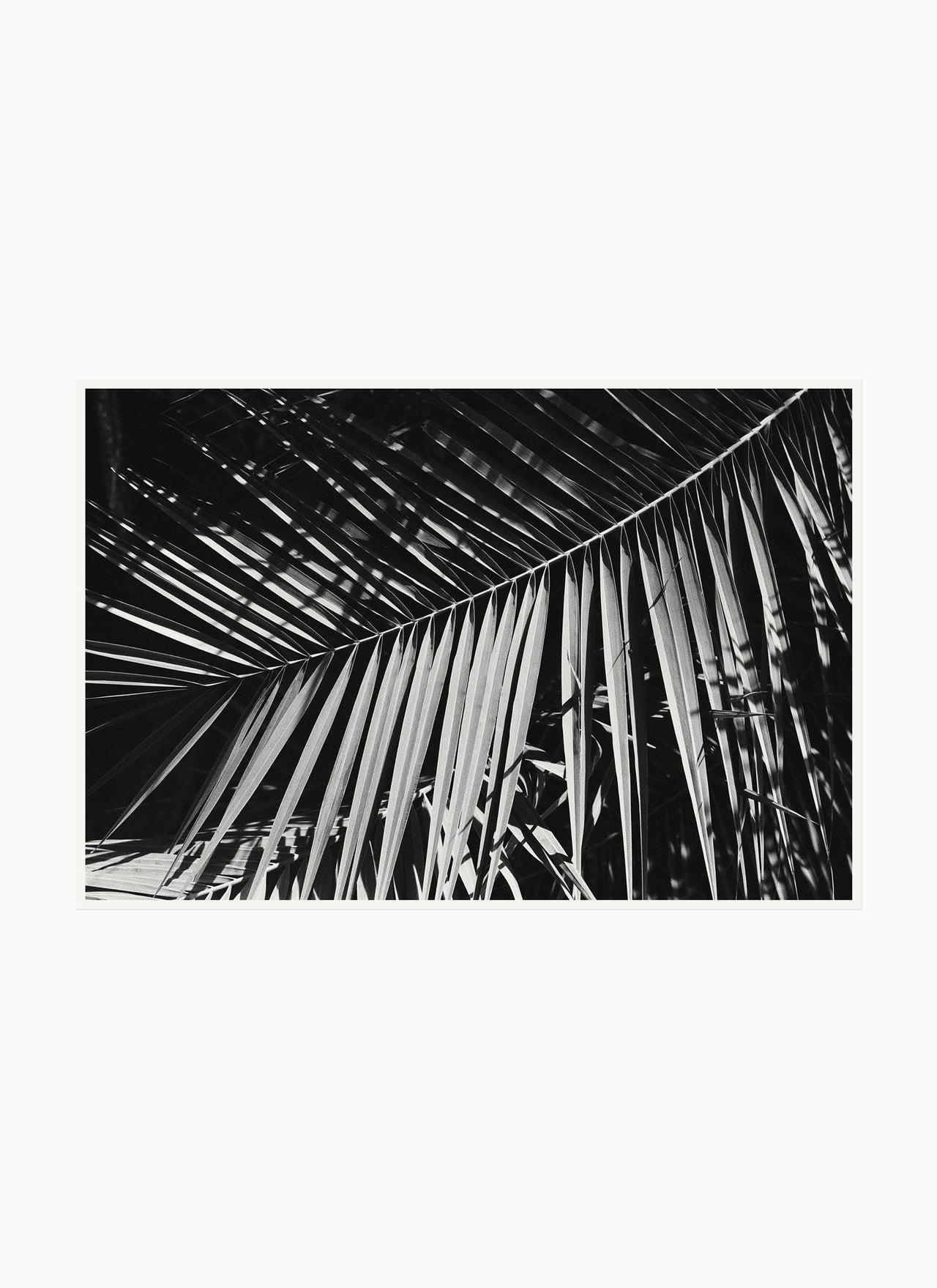 Palm Frond, Los Angeles – 2020 20.0 x 13.5" Archival Print - Scott West